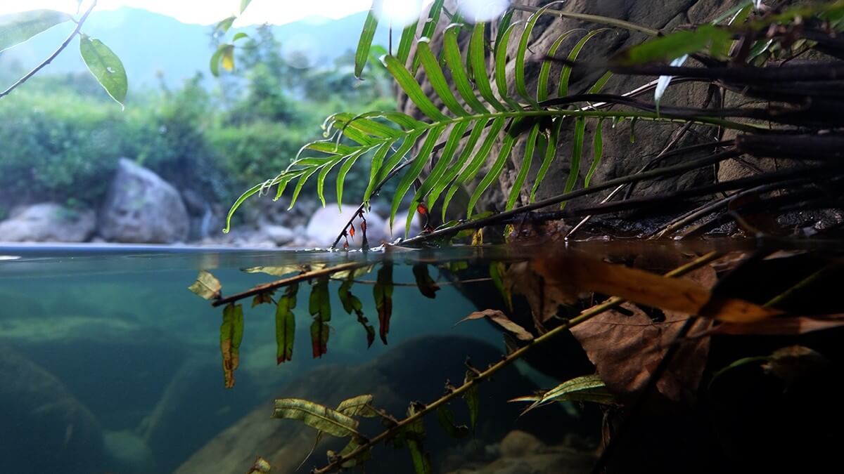 Алуштинский аквариум и Мир джунглей